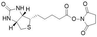 Biotin-NHS Ester